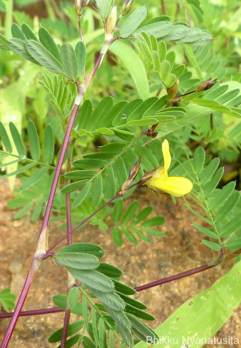 Smithia sensitiva Aiton
